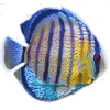 Kasutaja avatar
