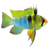Kasutaja avatar