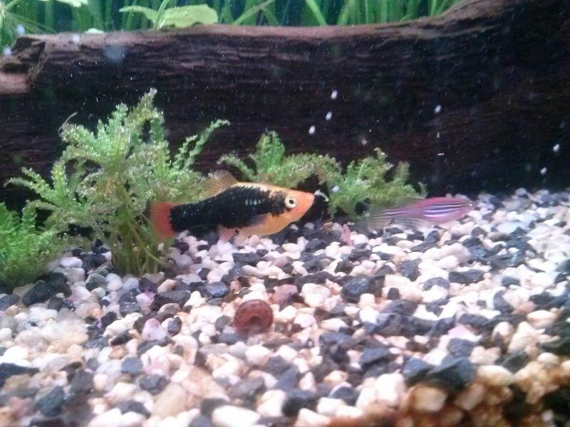 Emane Platy.jpg