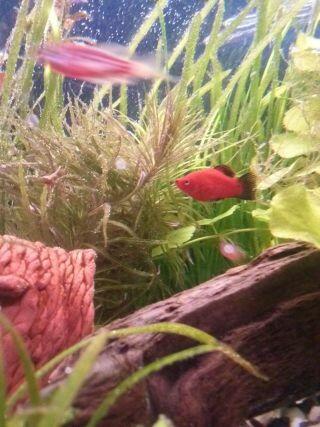 Isane Platy3.jpg